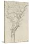 Trunk and Branches of a Tree in the Bois De Boulogne-Pierre Henri de Valenciennes-Stretched Canvas