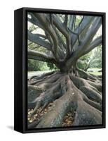 Trunk and Roots of a Tree in Domain Park, Auckland, North Island, New Zealand, Pacific-Jeremy Bright-Framed Stretched Canvas