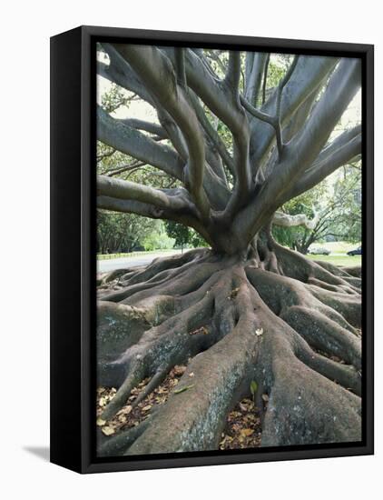 Trunk and Roots of a Tree in Domain Park, Auckland, North Island, New Zealand, Pacific-Jeremy Bright-Framed Stretched Canvas