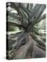 Trunk and Roots of a Tree in Domain Park, Auckland, North Island, New Zealand, Pacific-Jeremy Bright-Stretched Canvas