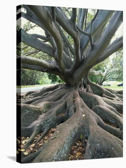 Trunk and Roots of a Tree in Domain Park, Auckland, North Island, New Zealand, Pacific-Jeremy Bright-Stretched Canvas