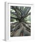 Trunk and Roots of a Tree in Domain Park, Auckland, North Island, New Zealand, Pacific-Jeremy Bright-Framed Photographic Print