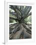 Trunk and Roots of a Tree in Domain Park, Auckland, North Island, New Zealand, Pacific-Jeremy Bright-Framed Photographic Print