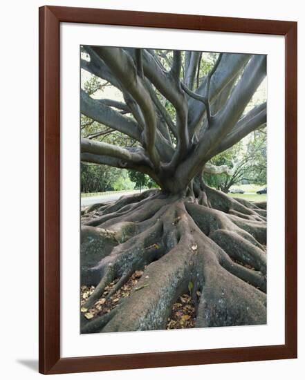 Trunk and Roots of a Tree in Domain Park, Auckland, North Island, New Zealand, Pacific-Jeremy Bright-Framed Photographic Print