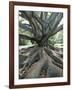 Trunk and Roots of a Tree in Domain Park, Auckland, North Island, New Zealand, Pacific-Jeremy Bright-Framed Photographic Print