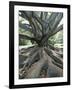 Trunk and Roots of a Tree in Domain Park, Auckland, North Island, New Zealand, Pacific-Jeremy Bright-Framed Photographic Print