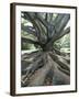 Trunk and Roots of a Tree in Domain Park, Auckland, North Island, New Zealand, Pacific-Jeremy Bright-Framed Photographic Print