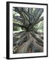 Trunk and Roots of a Tree in Domain Park, Auckland, North Island, New Zealand, Pacific-Jeremy Bright-Framed Photographic Print