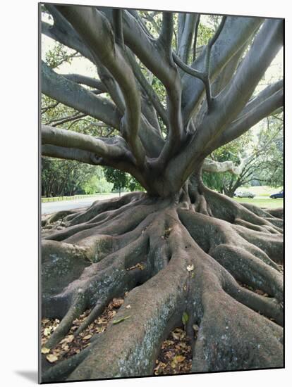 Trunk and Roots of a Tree in Domain Park, Auckland, North Island, New Zealand, Pacific-Jeremy Bright-Mounted Photographic Print