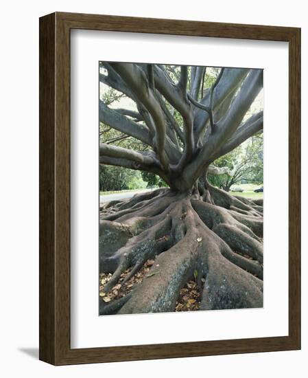 Trunk and Roots of a Tree in Domain Park, Auckland, North Island, New Zealand, Pacific-Jeremy Bright-Framed Photographic Print