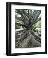 Trunk and Roots of a Tree in Domain Park, Auckland, North Island, New Zealand, Pacific-Jeremy Bright-Framed Photographic Print