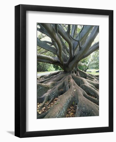 Trunk and Roots of a Tree in Domain Park, Auckland, North Island, New Zealand, Pacific-Jeremy Bright-Framed Photographic Print