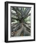 Trunk and Roots of a Tree in Domain Park, Auckland, North Island, New Zealand, Pacific-Jeremy Bright-Framed Photographic Print