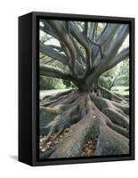 Trunk and Roots of a Tree in Domain Park, Auckland, North Island, New Zealand, Pacific-Jeremy Bright-Framed Stretched Canvas