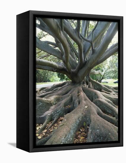 Trunk and Roots of a Tree in Domain Park, Auckland, North Island, New Zealand, Pacific-Jeremy Bright-Framed Stretched Canvas