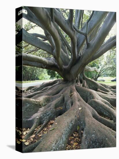 Trunk and Roots of a Tree in Domain Park, Auckland, North Island, New Zealand, Pacific-Jeremy Bright-Stretched Canvas