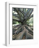 Trunk and Roots of a Tree in Domain Park, Auckland, North Island, New Zealand, Pacific-Jeremy Bright-Framed Photographic Print