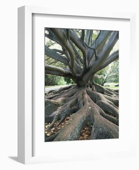 Trunk and Roots of a Tree in Domain Park, Auckland, North Island, New Zealand, Pacific-Jeremy Bright-Framed Photographic Print