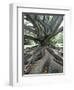 Trunk and Roots of a Tree in Domain Park, Auckland, North Island, New Zealand, Pacific-Jeremy Bright-Framed Photographic Print