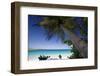 Trunk Bay Palm Tree, St John, US Virgin Islands-George Oze-Framed Photographic Print