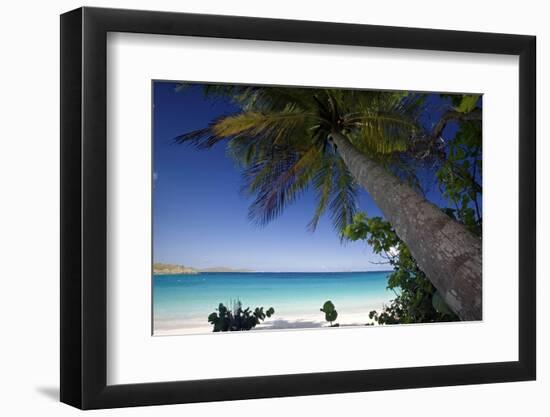 Trunk Bay Palm Tree, St John, US Virgin Islands-George Oze-Framed Photographic Print