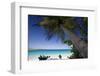 Trunk Bay Palm Tree, St John, US Virgin Islands-George Oze-Framed Photographic Print