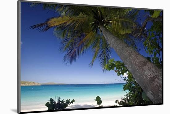 Trunk Bay Palm Tree, St John, US Virgin Islands-George Oze-Mounted Photographic Print