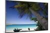 Trunk Bay Palm Tree, St John, US Virgin Islands-George Oze-Mounted Photographic Print