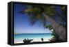 Trunk Bay Palm Tree, St John, US Virgin Islands-George Oze-Framed Stretched Canvas