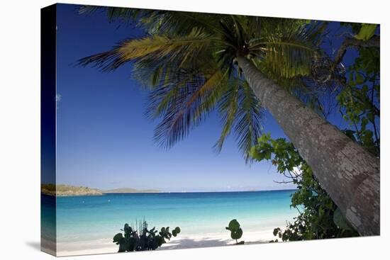 Trunk Bay Palm Tree, St John, US Virgin Islands-George Oze-Stretched Canvas