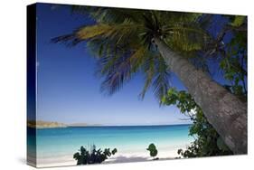 Trunk Bay Palm Tree, St John, US Virgin Islands-George Oze-Stretched Canvas