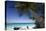 Trunk Bay Palm Tree, St John, US Virgin Islands-George Oze-Stretched Canvas