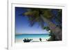 Trunk Bay Palm Tree, St John, US Virgin Islands-George Oze-Framed Photographic Print