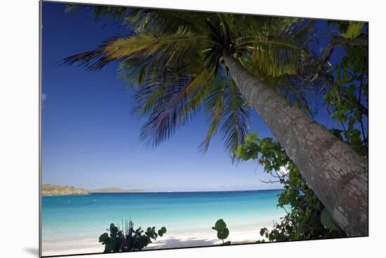 Trunk Bay Palm Tree, St John, US Virgin Islands-George Oze-Mounted Photographic Print