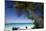 Trunk Bay Palm Tree, St John, US Virgin Islands-George Oze-Mounted Photographic Print