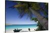 Trunk Bay Palm Tree, St John, US Virgin Islands-George Oze-Stretched Canvas