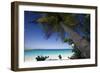 Trunk Bay Palm Tree, St John, US Virgin Islands-George Oze-Framed Photographic Print