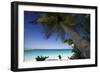 Trunk Bay Palm Tree, St John, US Virgin Islands-George Oze-Framed Photographic Print