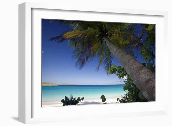 Trunk Bay Palm Tree, St John, US Virgin Islands-George Oze-Framed Photographic Print