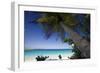 Trunk Bay Palm Tree, St John, US Virgin Islands-George Oze-Framed Photographic Print