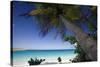 Trunk Bay Palm Tree, St John, US Virgin Islands-George Oze-Stretched Canvas