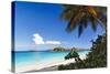 Trunk Bay Palm Tree St John USVI-George Oze-Stretched Canvas