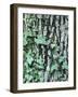 Trunk, Ivy, Medium Close-Up-Thonig-Framed Photographic Print