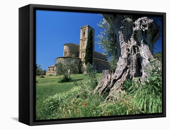 Trunk of Ancient Olive Tree with the Abbey of Sant'Antimo Beyond, Near Montalcino, Tuscany, Italy-Ruth Tomlinson-Framed Stretched Canvas
