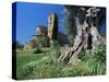 Trunk of Ancient Olive Tree with the Abbey of Sant'Antimo Beyond, Near Montalcino, Tuscany, Italy-Ruth Tomlinson-Stretched Canvas