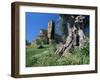 Trunk of Ancient Olive Tree with the Abbey of Sant'Antimo Beyond, Near Montalcino, Tuscany, Italy-Ruth Tomlinson-Framed Photographic Print