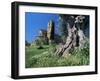 Trunk of Ancient Olive Tree with the Abbey of Sant'Antimo Beyond, Near Montalcino, Tuscany, Italy-Ruth Tomlinson-Framed Photographic Print