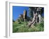 Trunk of Ancient Olive Tree with the Abbey of Sant'Antimo Beyond, Near Montalcino, Tuscany, Italy-Ruth Tomlinson-Framed Photographic Print