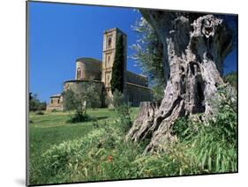 Trunk of Ancient Olive Tree with the Abbey of Sant'Antimo Beyond, Near Montalcino, Tuscany, Italy-Ruth Tomlinson-Mounted Photographic Print