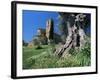 Trunk of Ancient Olive Tree with the Abbey of Sant'Antimo Beyond, Near Montalcino, Tuscany, Italy-Ruth Tomlinson-Framed Photographic Print